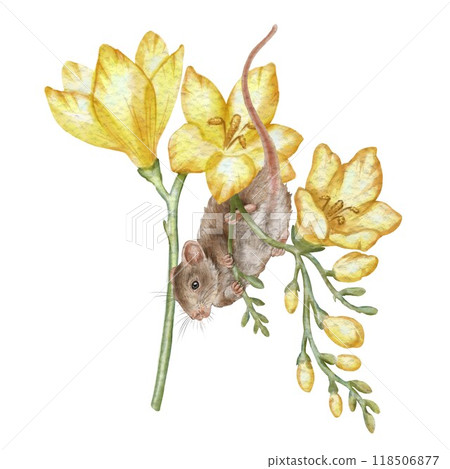 Mouse hanging from a yellow freesia flower. It can be used to decorate children's books, stickers, posters, calendars, postcards or websites dedicated to nature and wild life. Watercolor clipart. 118506877