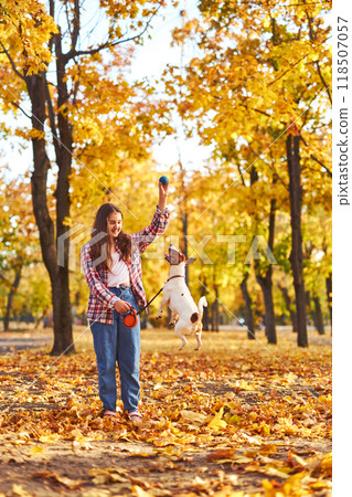 Happy joyful little girl playing with her funny Jack Russell Terrier in beautiful autumn forest, child playing and having fun with dog during walk in nature. Children and pets outdoors 118507057