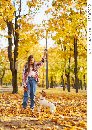 Happy joyful little girl playing with her funny Jack Russell Terrier in beautiful autumn forest, child playing and having fun with dog during walk in nature. Children and pets outdoors 118507060