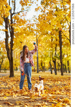 Happy joyful little girl playing with her funny Jack Russell Terrier in beautiful autumn forest, child playing and having fun with dog during walk in nature. Children and pets outdoors 118507066