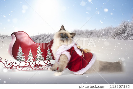 birman cat in nature 118507385