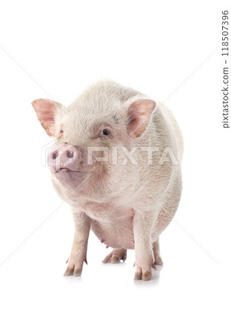 pig in studio pig in studio 118507396