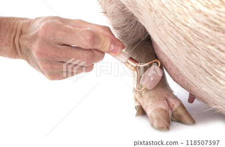 miniature pig in studio miniature pig in studio 118507397