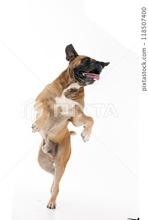 Boerboel and woman in studio Boerboel and woman in studio 118507400