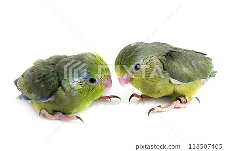 young Pacific parrotlet in studio young Pacific parrotlet in studio 118507405