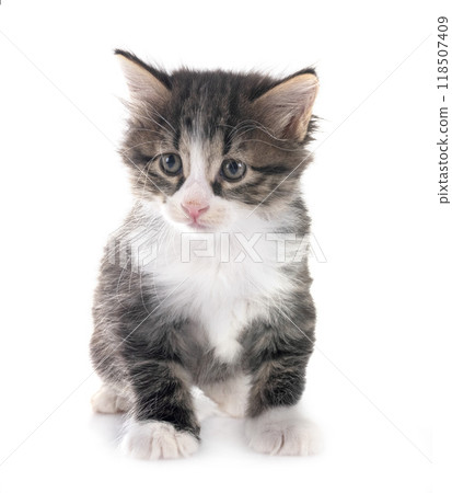 young Kurilian Bobtail in studio 118507409