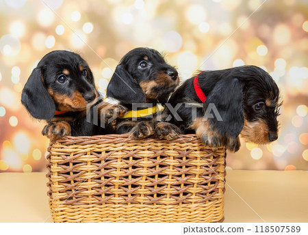 Basket with Three Adorable Purebred Miniature Dachshund Puppies on a Cream-Colored Background Basket with Three Adorable Purebred Miniature Dachshund Puppies on a Cream-Colored Background 118507589
