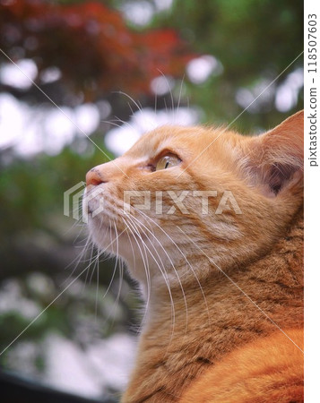 一隻棕色虎斑貓在樹林裡仰望天空 一隻棕色虎斑貓在樹林裡仰望天空 118507603