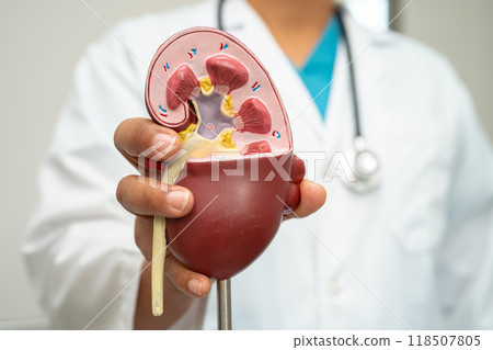 Cardiovascular disease CVD, Asian doctor holding human anatomy model for learn and treat heart disease. 118507805