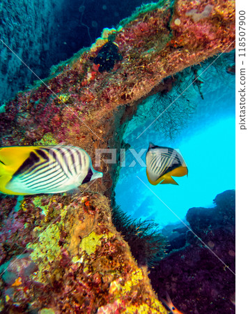 Chaetodon xanthurus - tropical fish on a coral reef in the Red Sea, Egypt 118507900