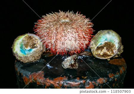 Sea urchin and Trochus gastropod from the Red Sea, Egypt Sea urchin and Trochus gastropod from the Red Sea, Egypt 118507903