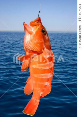 Epinephelus sp. - A fish caught in the Red Sea hangs on a fishing line against the background of the sea, Red Sea, Egypt 118507904