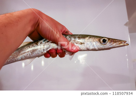 The obtuse barracuda - Sphyraena obtusata (Sphyraenidae), fish caught in the Red Sea in hand, Egypt The obtuse barracuda - Sphyraena obtusata (Sphyraenidae), fish caught in the Red Sea in hand, Egypt 118507934