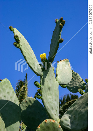 Yellow prickly pear cactus Opuntia sp. flower in the courtyard of a hotel on the shores of the Red Sea, Egypt 118507963