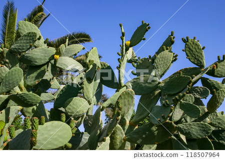 Yellow prickly pear cactus Opuntia sp. flower in the courtyard of a hotel on the shores of the Red Sea, Egypt Yellow prickly pear cactus Opuntia sp. flower in the courtyard of a hotel on the shores of the Red Sea, Egypt 118507964
