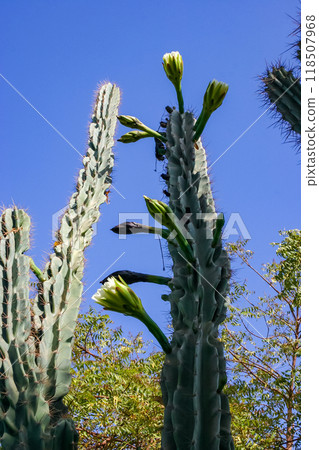 Blooming cacti and various tropical plants in the interior of a hotel garden in Hurghada, Egypt 118507968