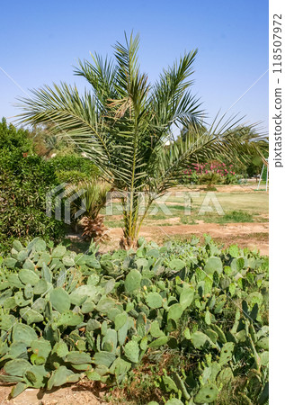 Palm and Yellow prickly pear cactus Opuntia sp. flower in the courtyard of a hotel on the shores of the Red Sea, Egypt 118507972