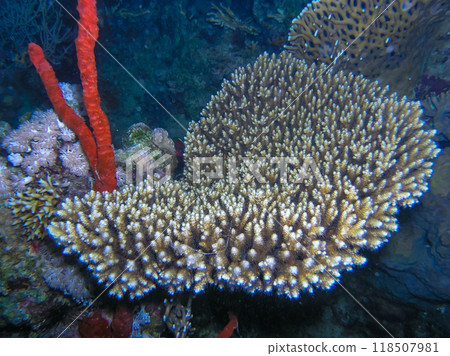 Acropora variabilis - table coral on a reef in the Red Sea Acropora variabilis - table coral on a reef in the Red Sea 118507981