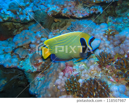 Chaetodon xanthurus - tropical fish on a coral reef in the Red Sea, Egypt 118507987