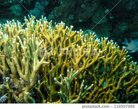 Millepora squarrosa, Underwater landscape, coral reef with many tropical fish of different species against the backdrop of blue water. Red Sea 118507988
