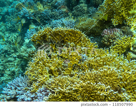 Millepora squarrosa, Underwater landscape, coral reef with many tropical fish of different species against the backdrop of blue water. Red Sea 118507990