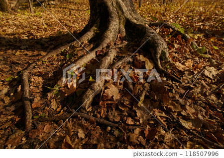Close-up of tree roots among autumn leaves. Concept of strength, wisdom, stability Close-up of tree roots among autumn leaves. Concept of strength, wisdom, stability 118507996