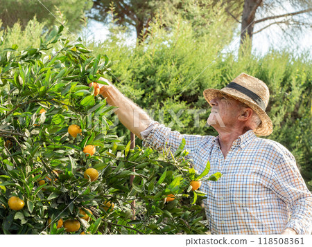 Man Picking Oranges from Tree Man Picking Oranges from Tree 118508361