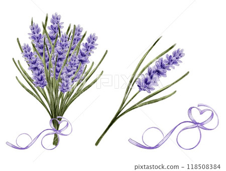 Bouquet of lavender with a purple ribbon 118508384