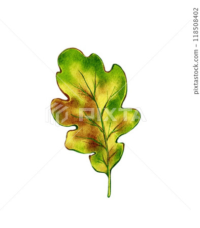 Oak autumn leaf, watercolor illustration 118508402