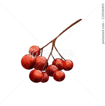 Rowan branch, red berries 118508403