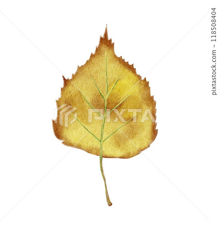 Birch leaf, autumn, yellowed, fallen 118508404