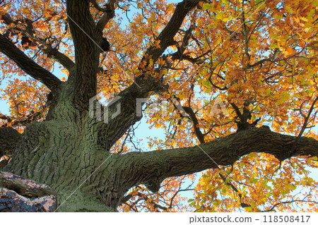 an oak tree with a large crown in autumn. of natural monuments, caring for nature. Golden autumn 118508417