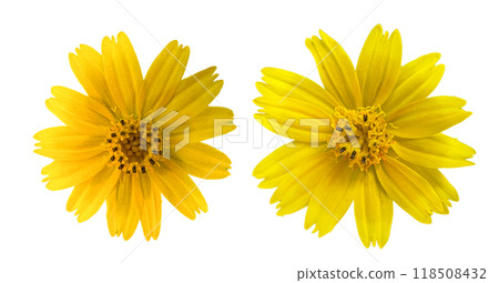 Cut out image of Sphagneticola calendulacea flower with clipping paths, on white background, highlighting bright yellow petals and intricate details for easy integration into design projects. Cut out image of Sphagneticola calendulacea flower with clipping paths, on white background, highlighting bright yellow petals and intricate details for easy integration into design projects. 118508432
