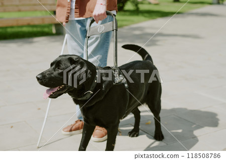 High angle shot of happy black Labrador walking in park with his unrecognizable owner who holding guide dog leash High angle shot of happy black Labrador walking in park with his unrecognizable owner who holding guide dog leash 118508786