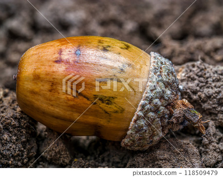 An acorn laying on a soil An acorn laying on a soil 118509479