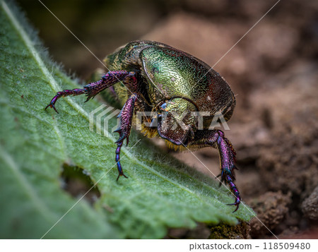 Copper Chafer beetle on a plant leaf Copper Chafer beetle on a plant leaf 118509480