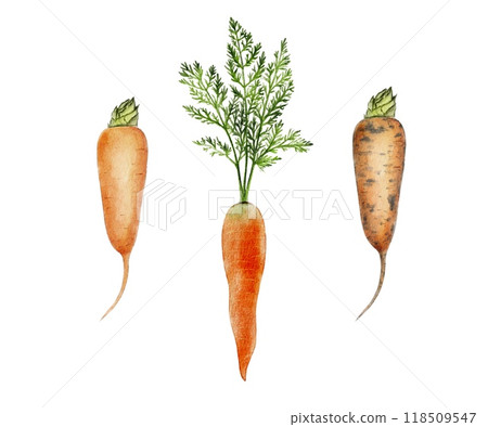 Set of Clean and Dirty carrots, not washed, in the ground 118509547