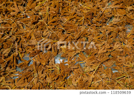 Piles of sorghum freshly harvested 118509639