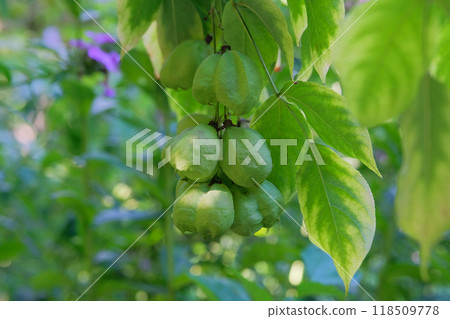 Staphylea pinnata in garden. Green leaves nature blurred background. Ornamental plant. Staphylea pinnata in garden. Green leaves nature blurred background. Ornamental plant. 118509778