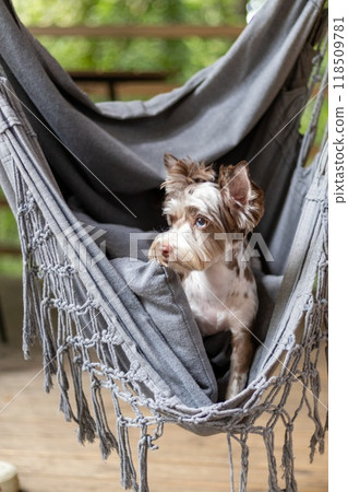 Adorable Yorkshire Terrier Chocomerle with stunning blue eyes relaxes in a hammock 118509781