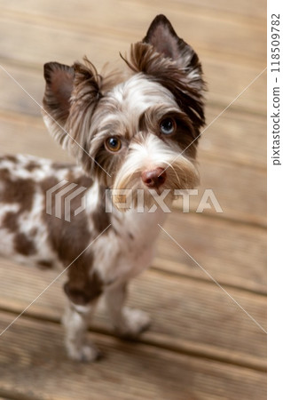 Adorable Chocomerle Yorkshire Terrier Radiating Joy Adorable Chocomerle Yorkshire Terrier Radiating Joy 118509782