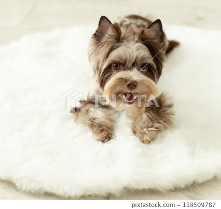 Vibrant Chocomerle Yorkshire Terrier Full of Energy 118509787