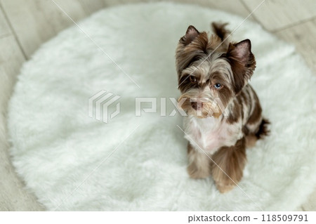 Charming Chocomerle Yorkshire Terrier with Stunning Blue Eye 118509791