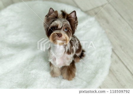 Adorable Chocomerle Yorkshire Terrier: Blue-Eyed Puppy Charm Adorable Chocomerle Yorkshire Terrier: Blue-Eyed Puppy Charm 118509792