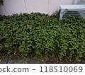 Plants covering the outdoor unit of an air conditioner 118510069
