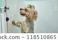 Yorkshire terrier puppy with a green bow is waiting in a cage at the veterinary clinic 118510865