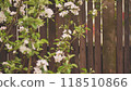 Apple tree branches with white flowers blooming near a wooden fence are creating a cozy springtime atmosphere. 118510866