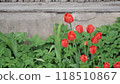 Red tulips growing in a flowerbed near a gray concrete wall with green leaves surrounding them 118510867