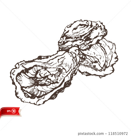 Hand drawn opened oyster isolated on white background. Line drawing live clam. Vector sketch for poster, web design, banner, card, flyer, icon, logo or badge. 118510972