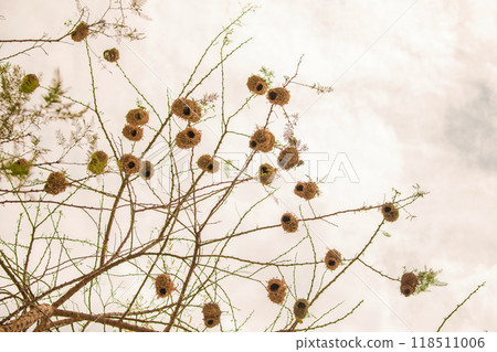 Weaver bird weaver finches building nest 118511006